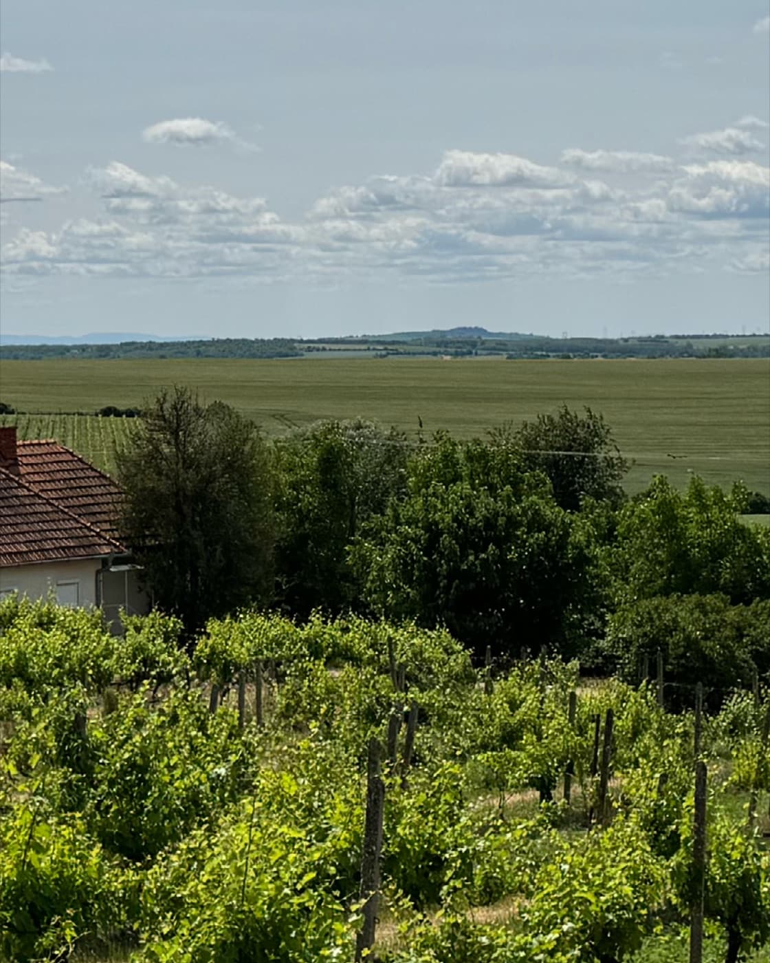 Vineyards and plains near Levice